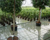 Irrigation Sprinkler pipes for Container Grown Plants